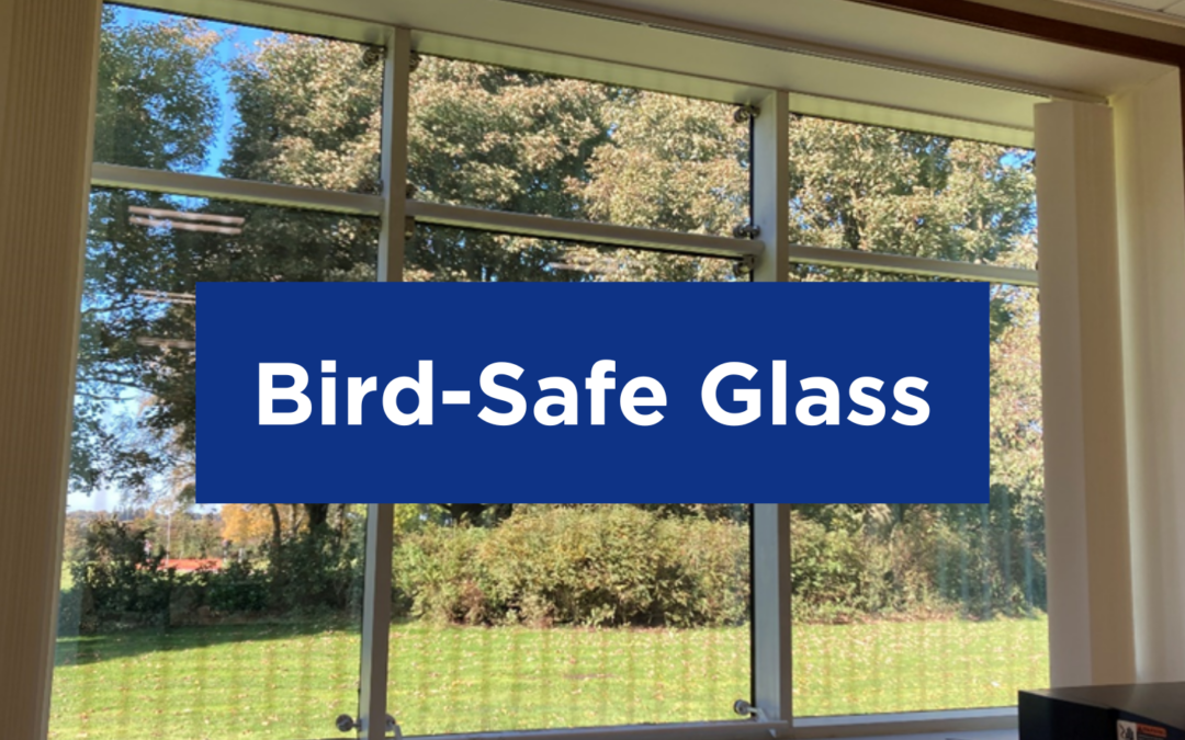 What Is Bird-Safe Glass?